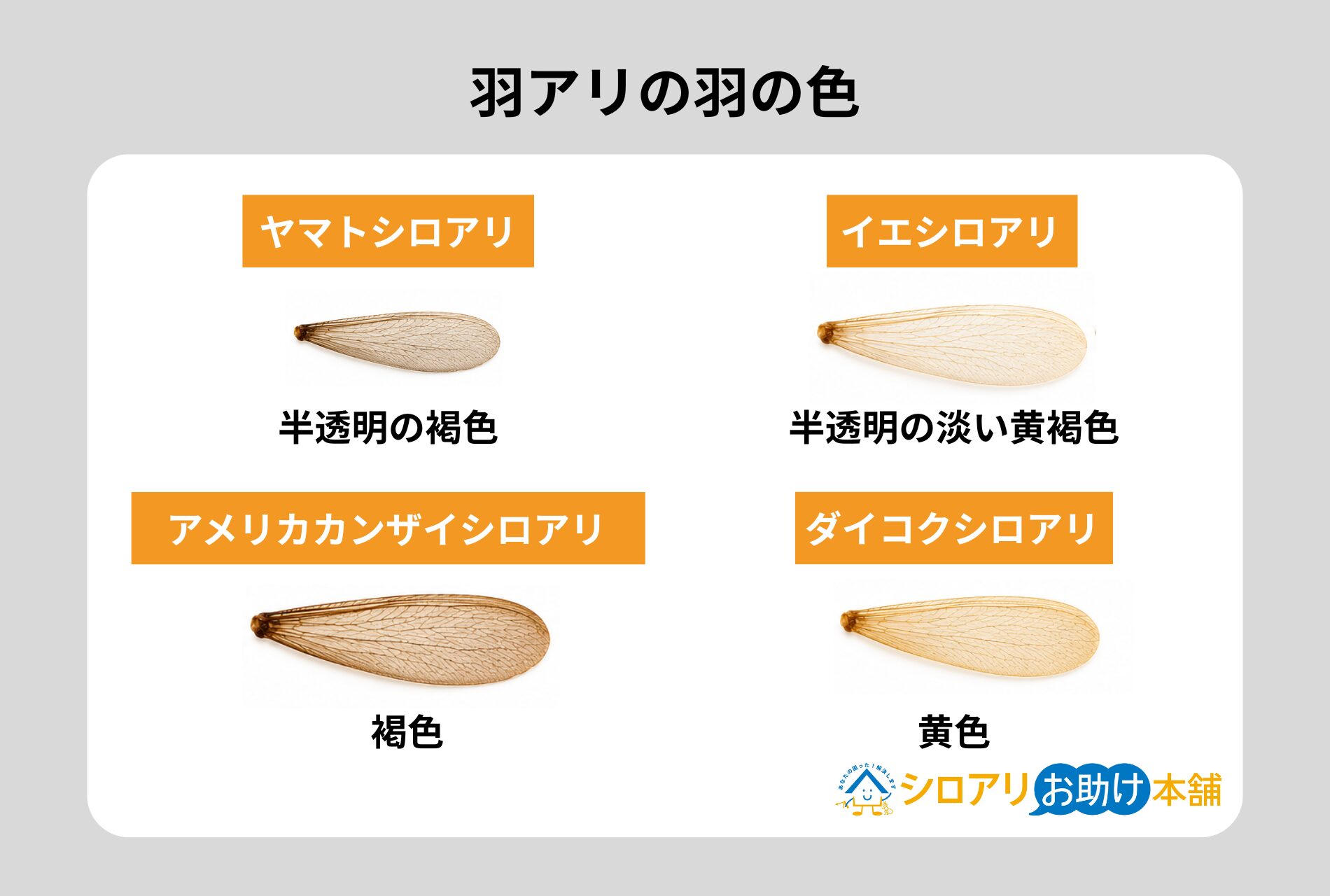 羽アリの羽の色