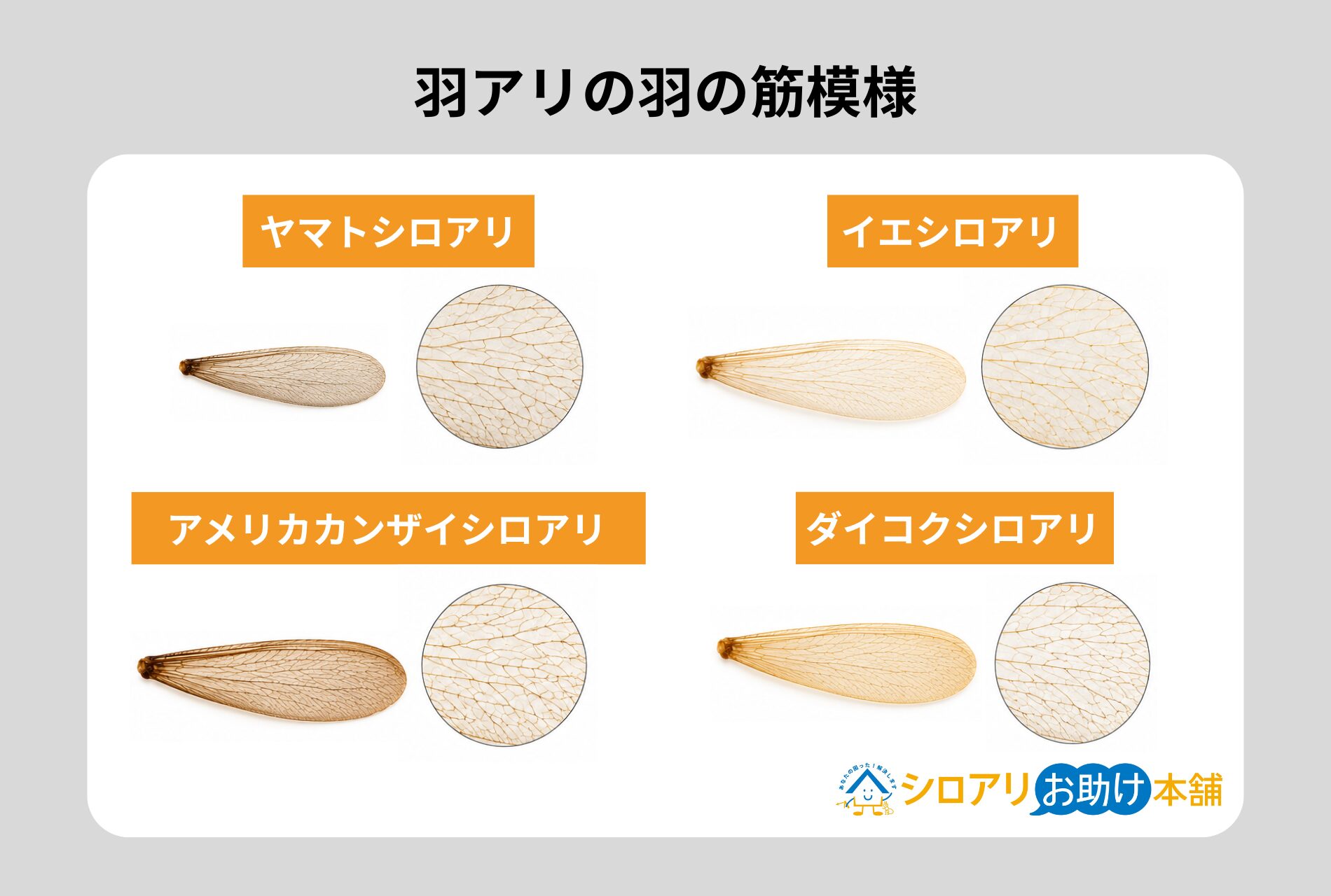 羽アリの羽の筋模様