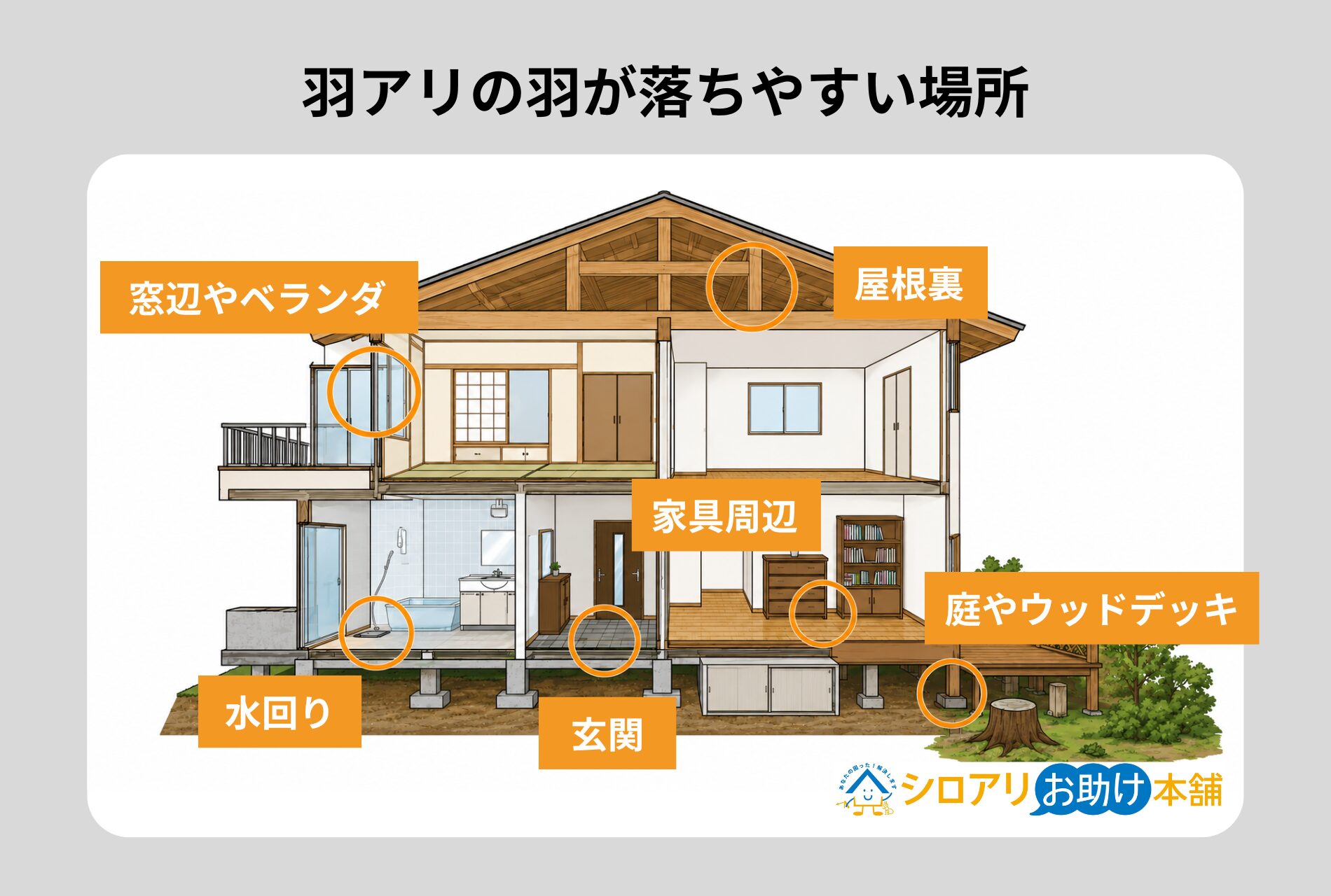羽アリの羽が落ちやすい場所