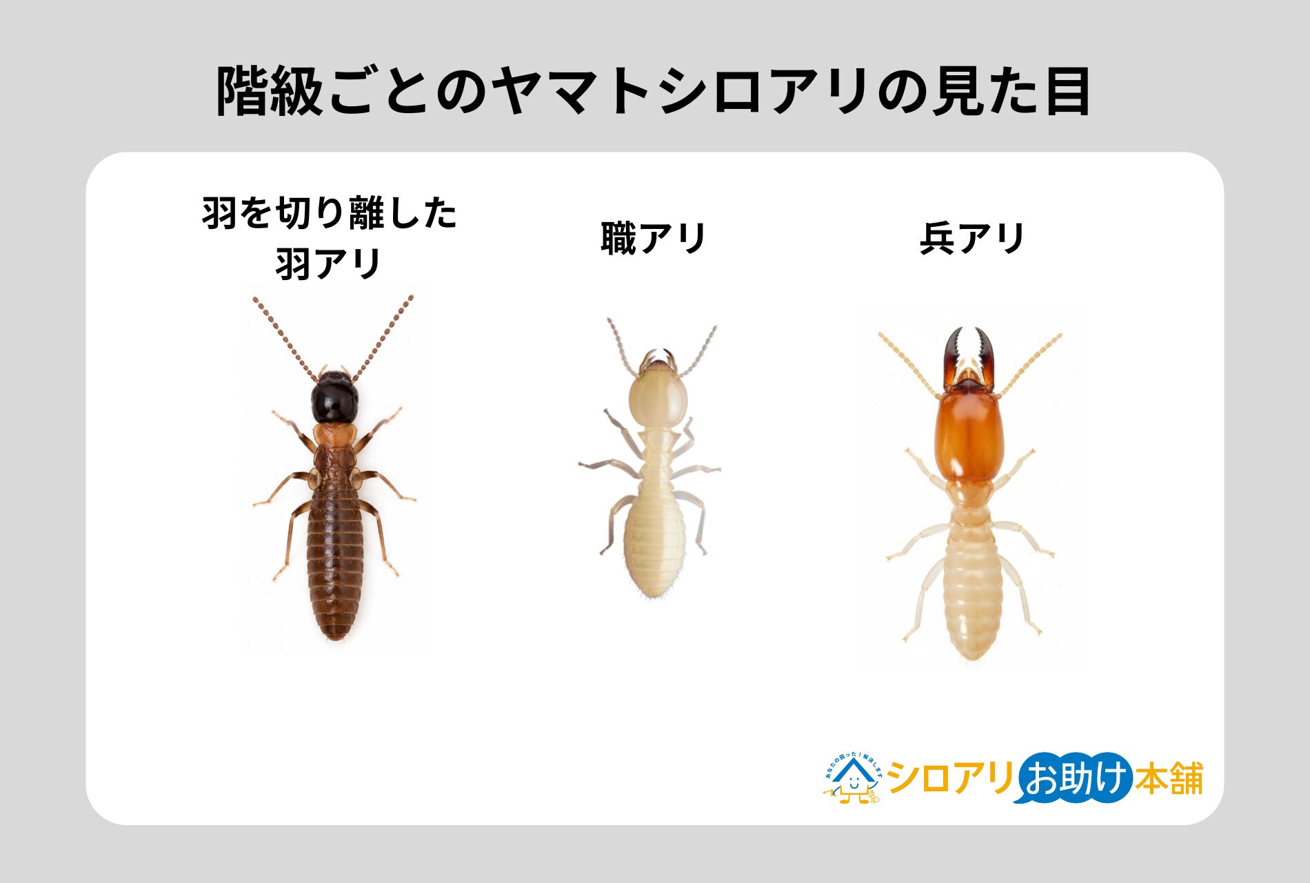 階級ごとのヤマトシロアリの見た目