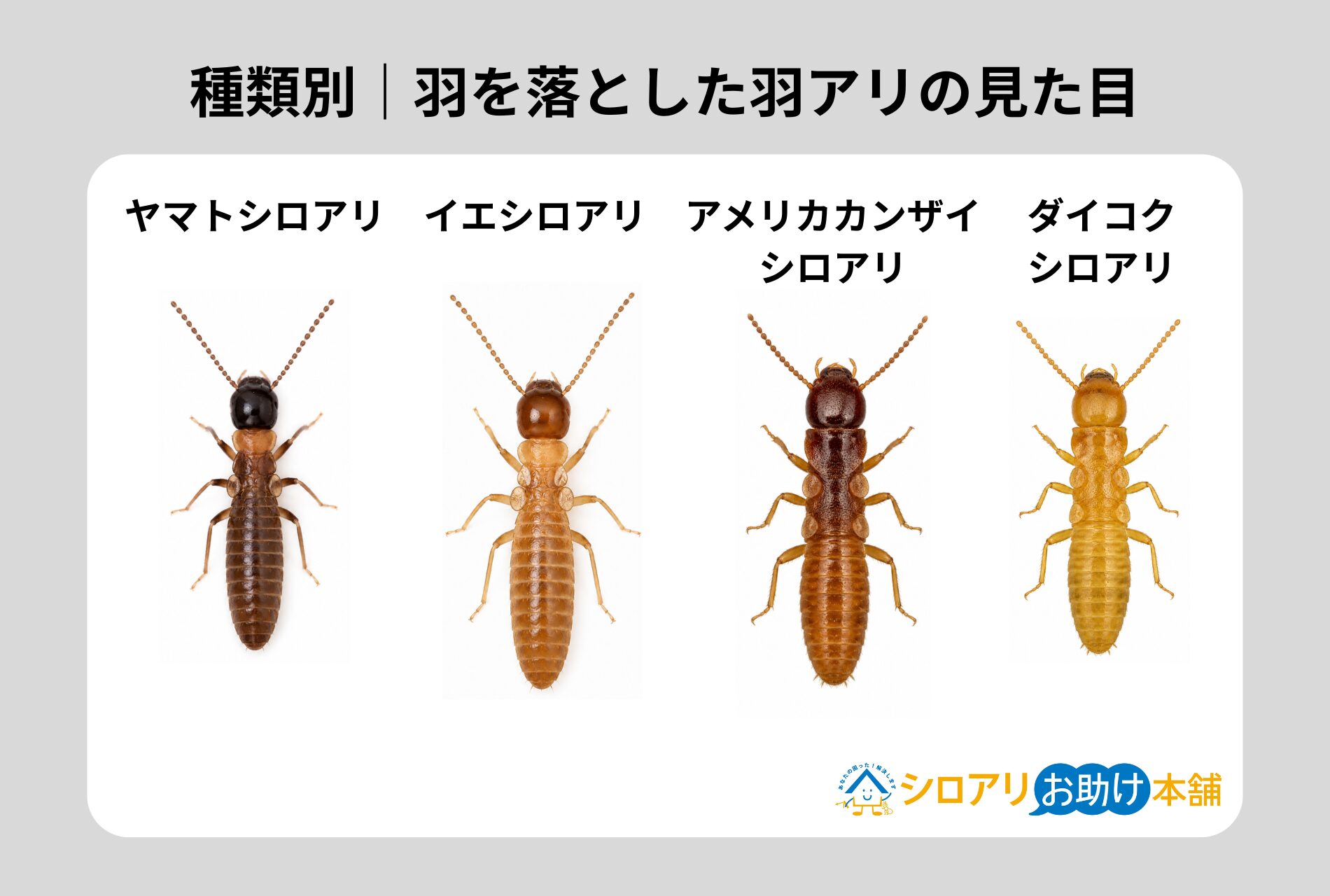 羽を落とした羽アリ