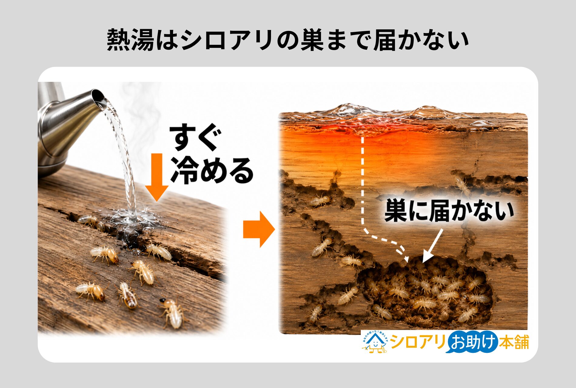 熱湯だけではシロアリ駆除には至らない