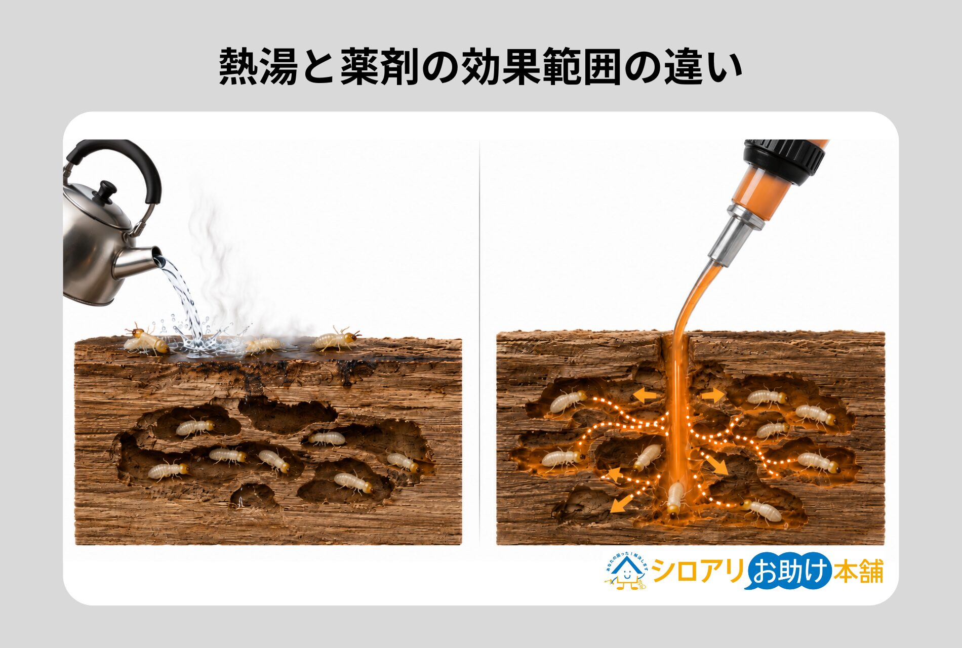 熱湯と薬剤の効果範囲の違い