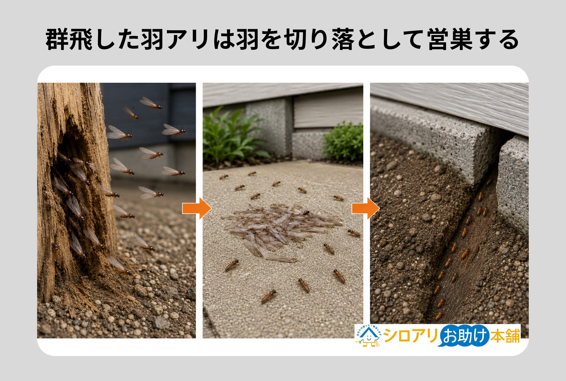 群飛を終えた羽アリが着地した場所で羽を切り落として営巣する