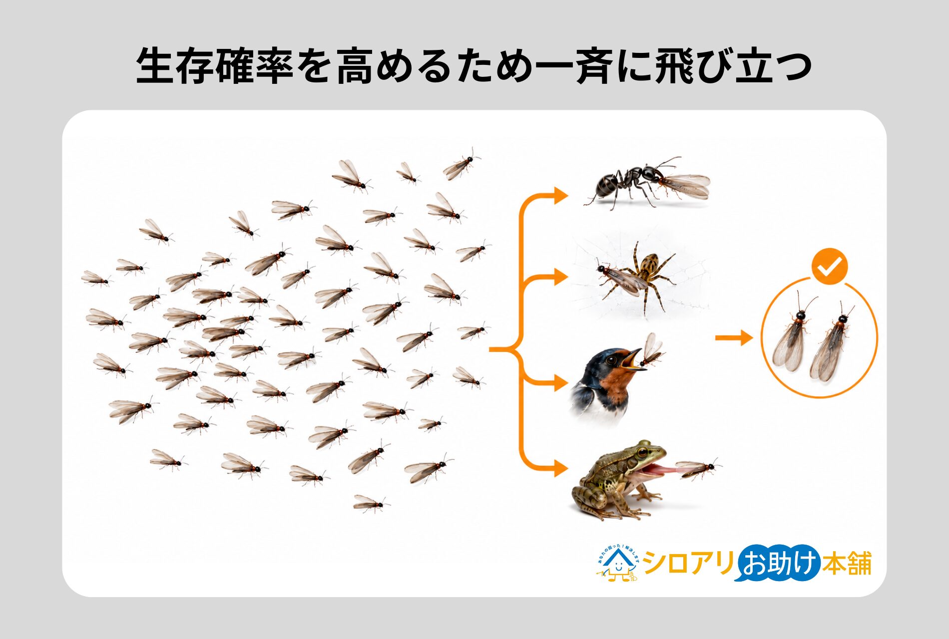 生存確率を高めるために一度にまとまった数が飛び立つ