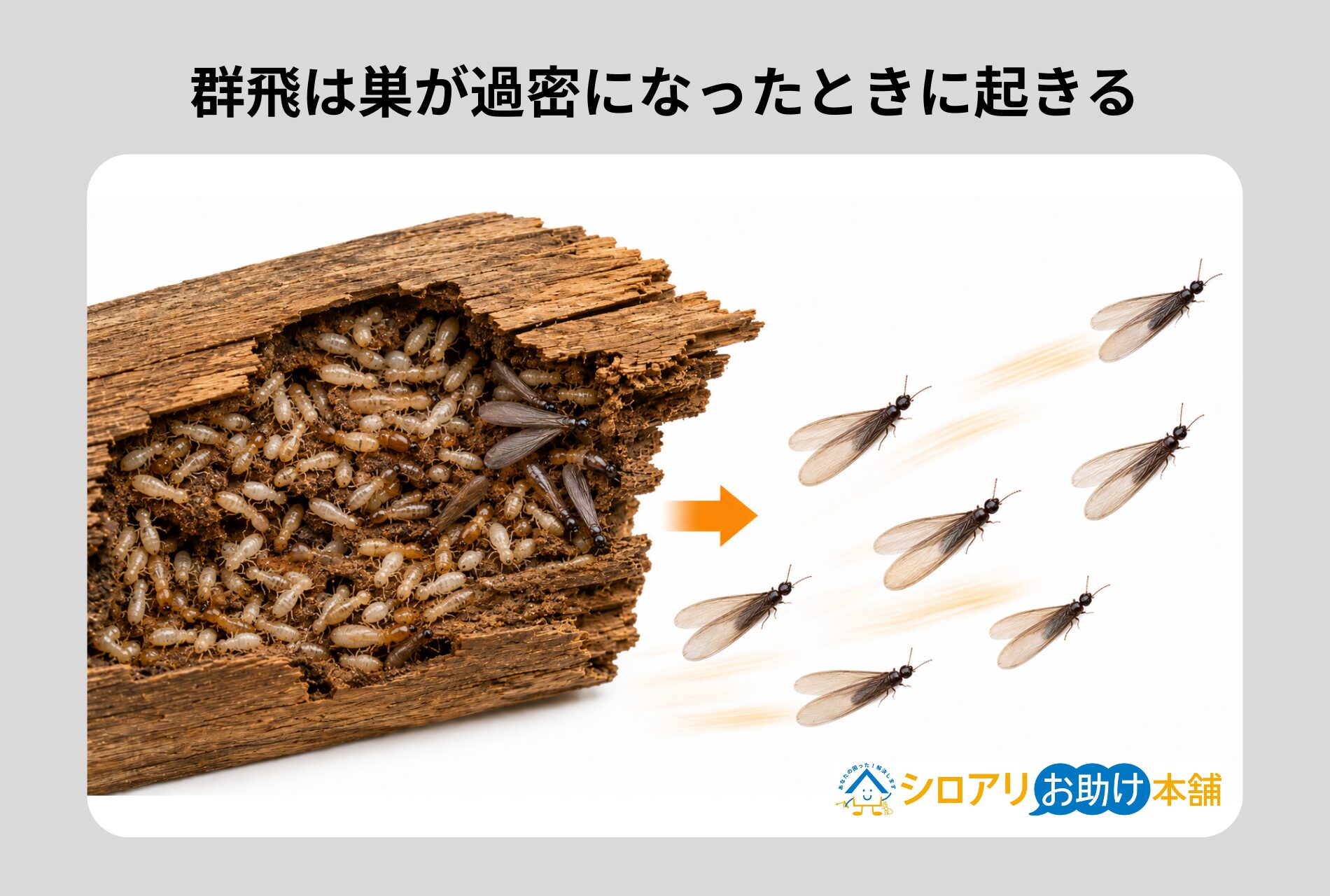 群飛は巣が過密になったときに起きる