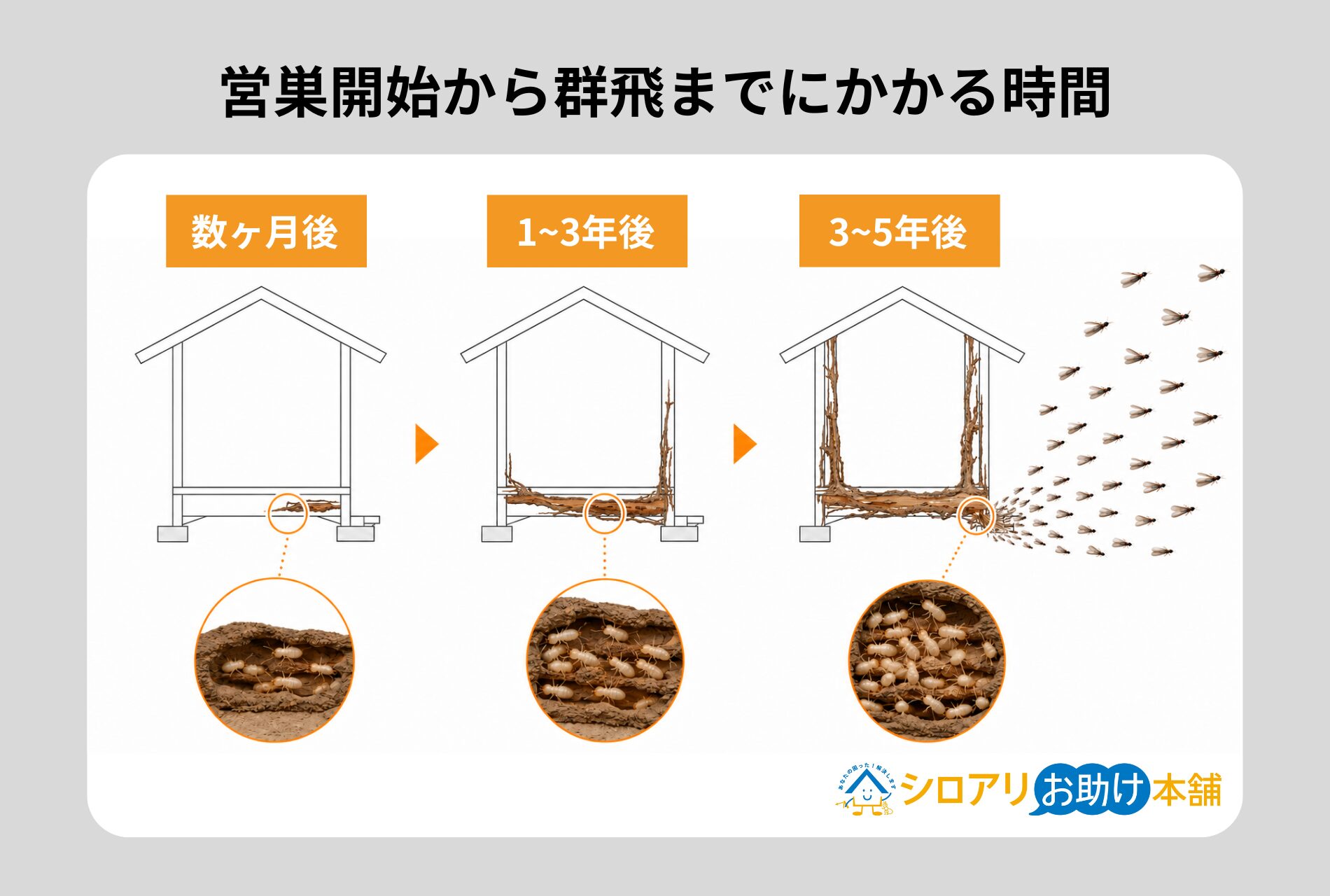 営巣開始から群飛にかかる時間