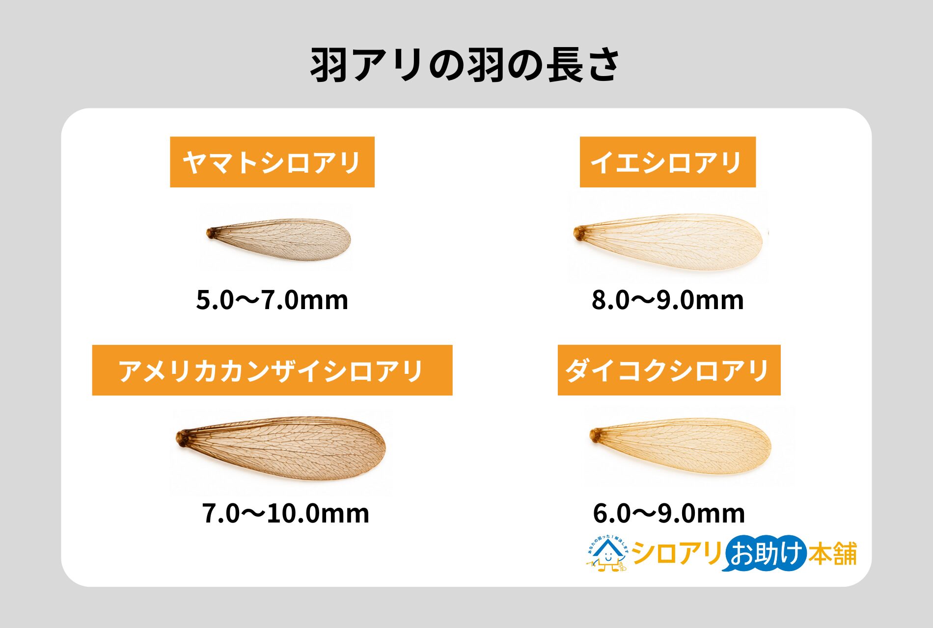羽アリの羽の長さ