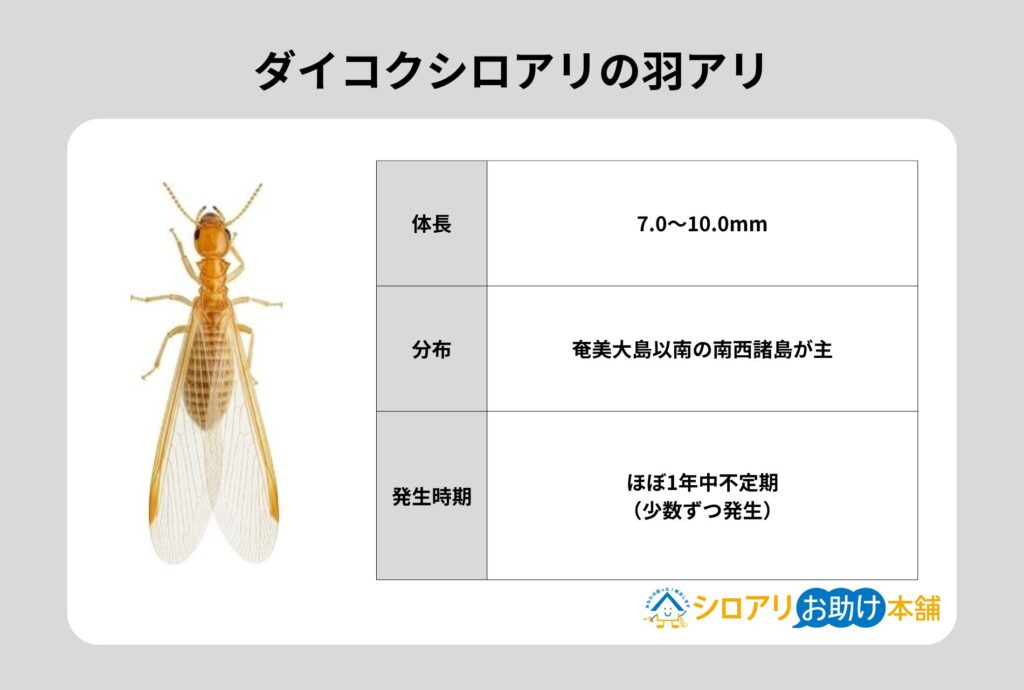 ダイコクシロアリの羽アリ