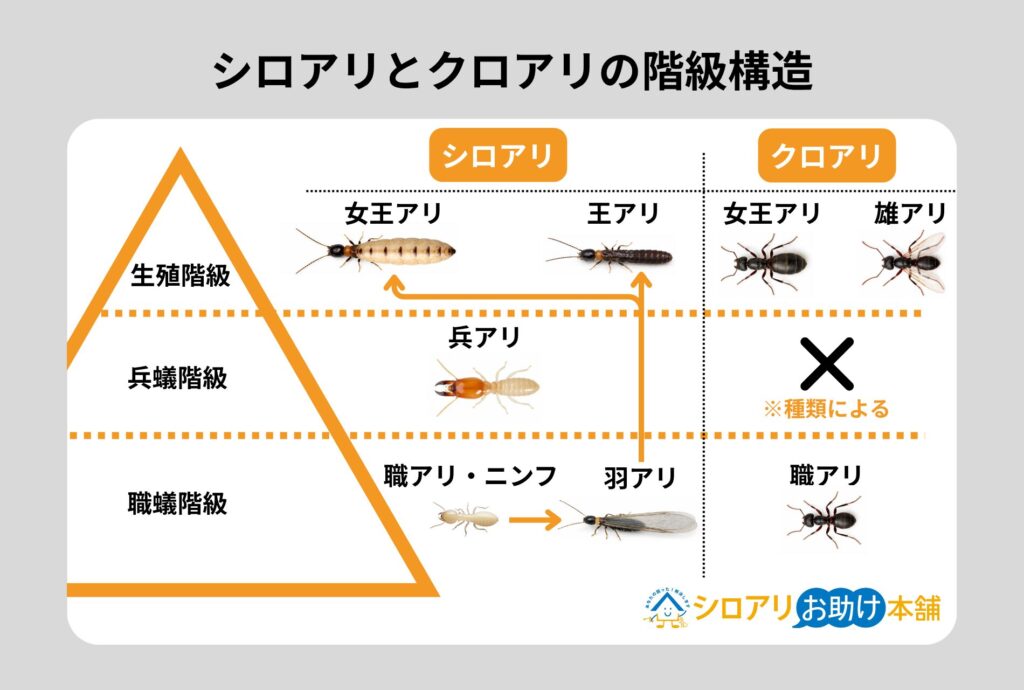 シロアリとクロアリの階級構造