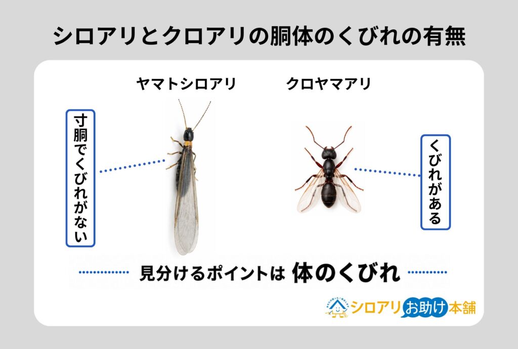 シロアリとクロアリの胴体のくびれの有無