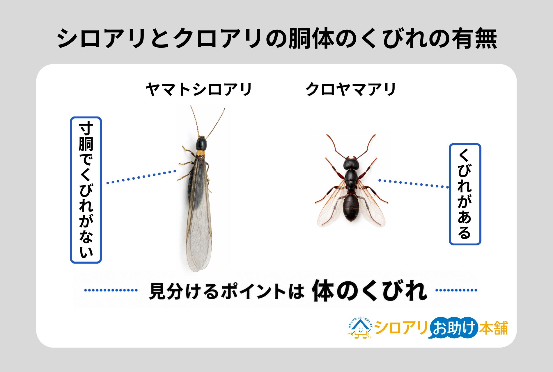シロアリとクロアリの胴体のくびれの有無