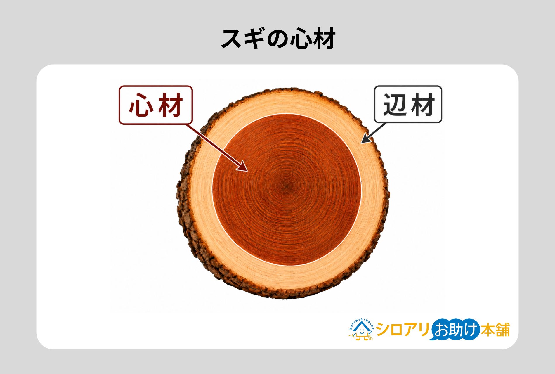 スギの心材