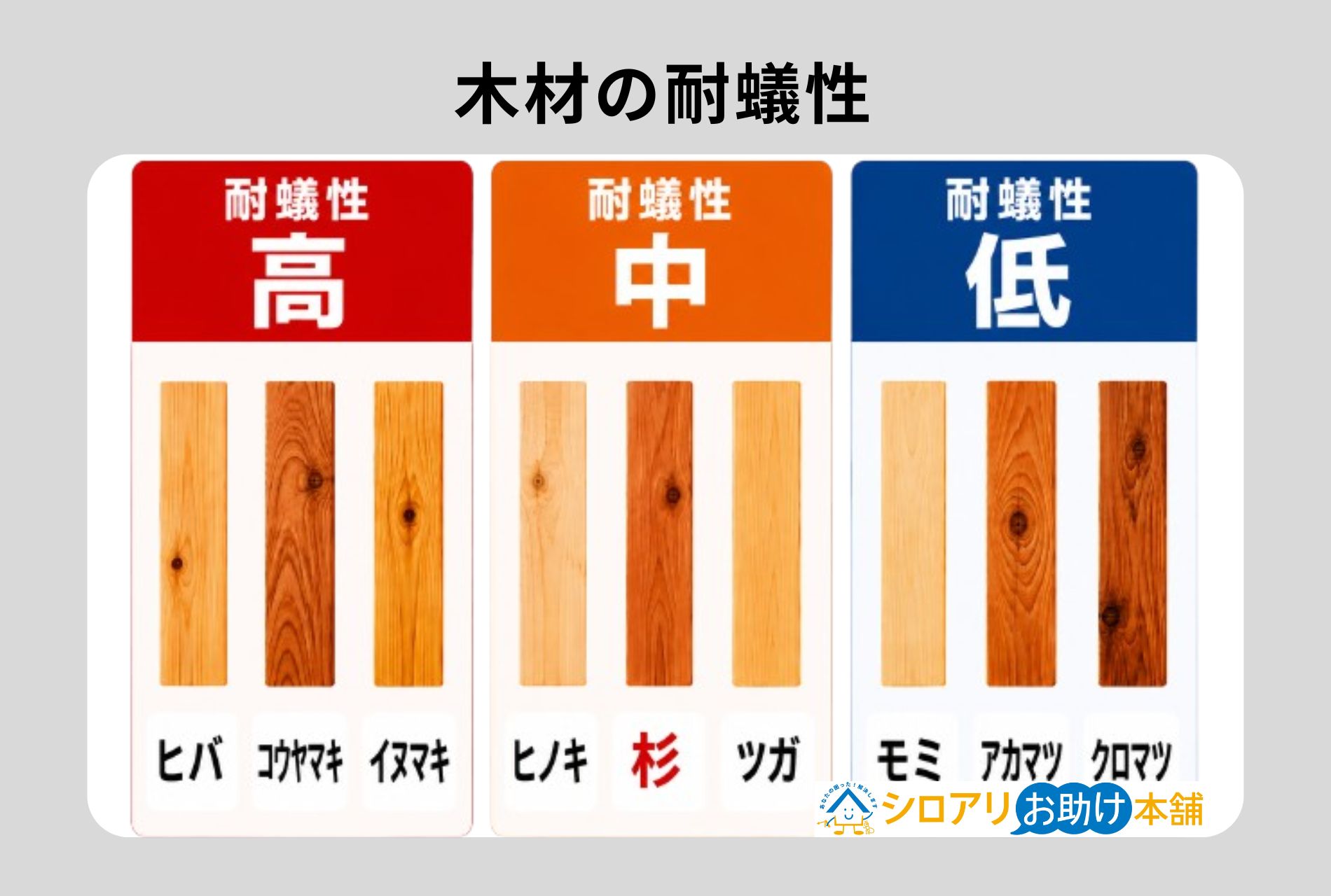 木材の耐蟻性