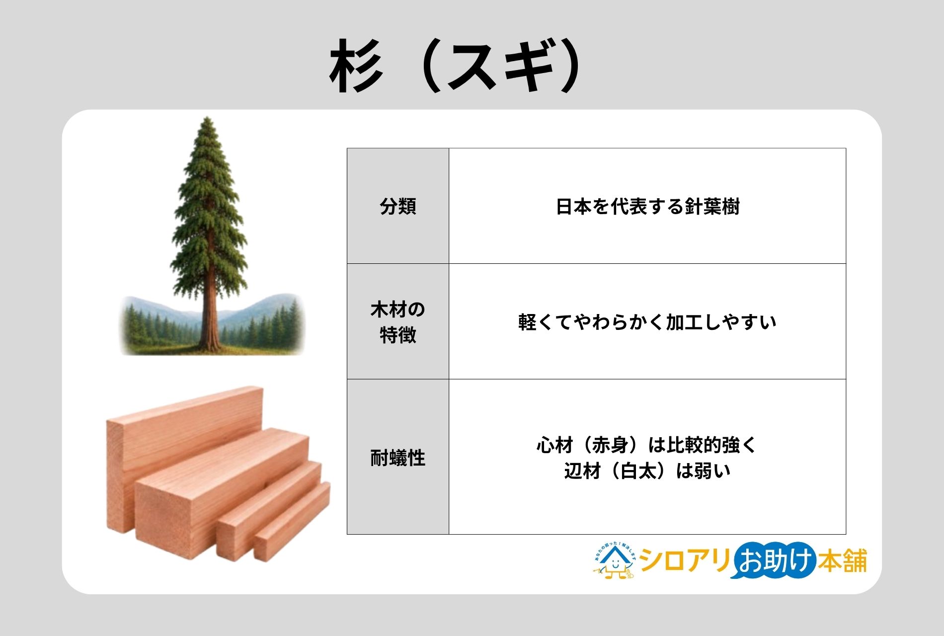 杉の特徴