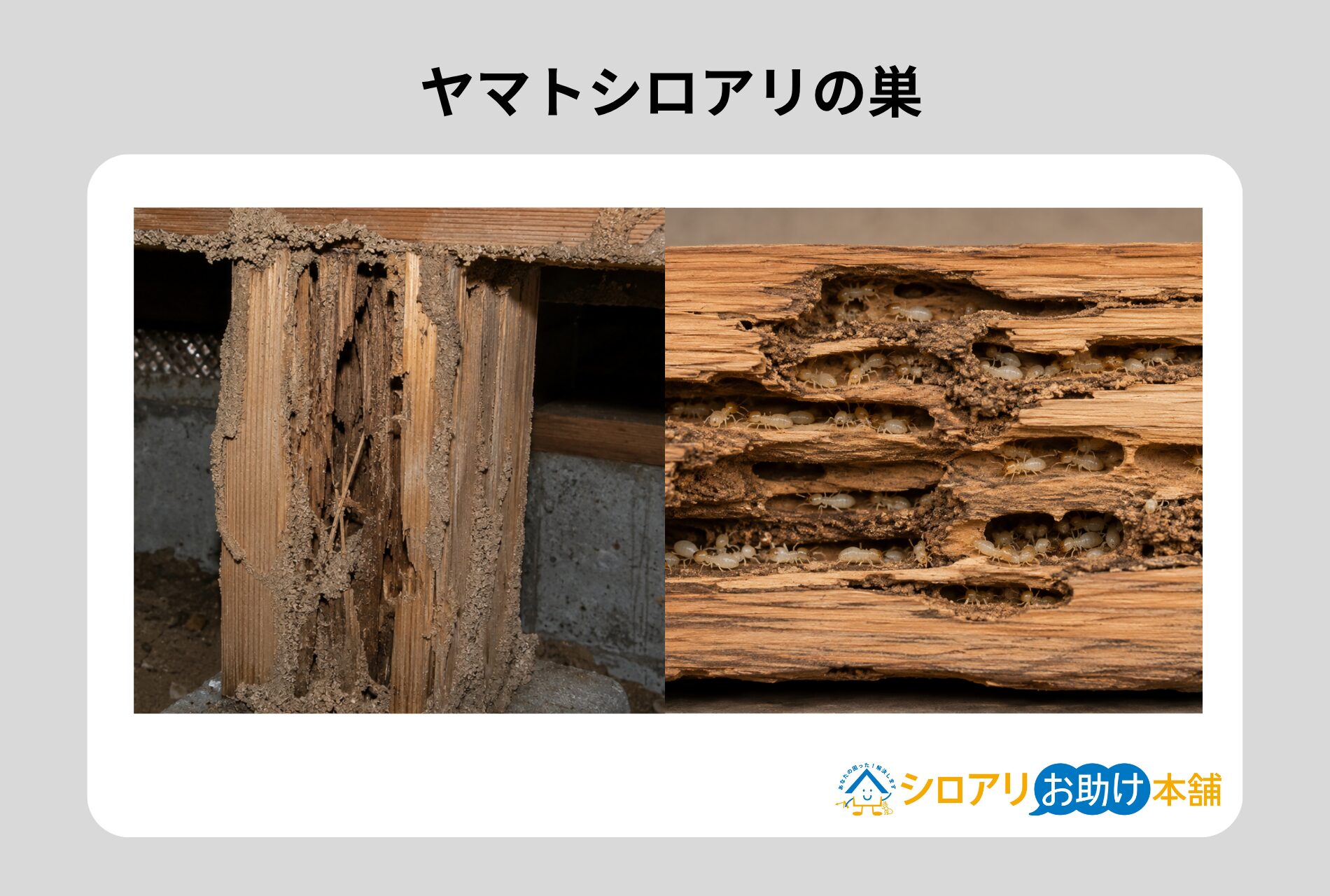 ヤマトシロアリの巣