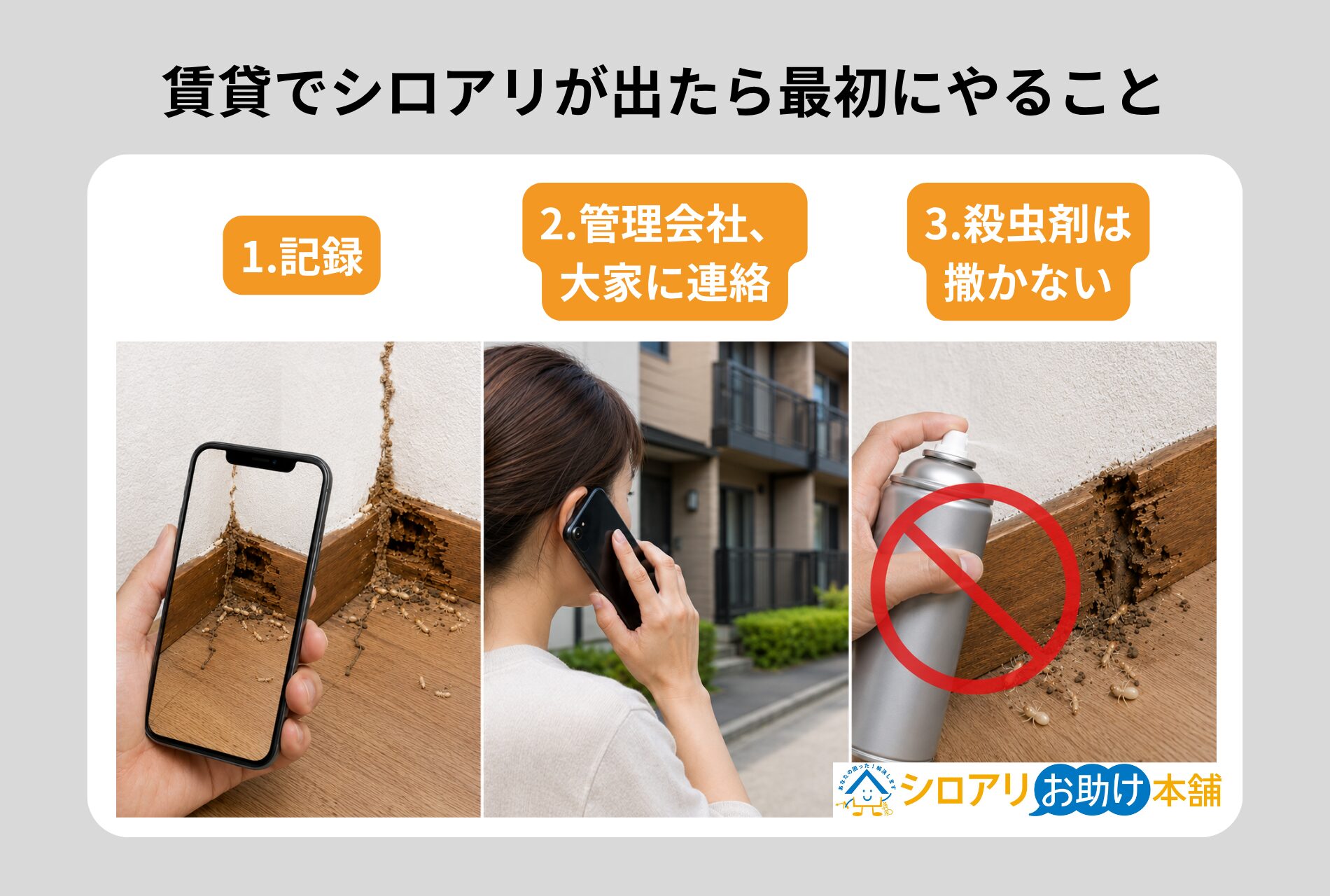 賃貸でシロアリが出たら最初にやること