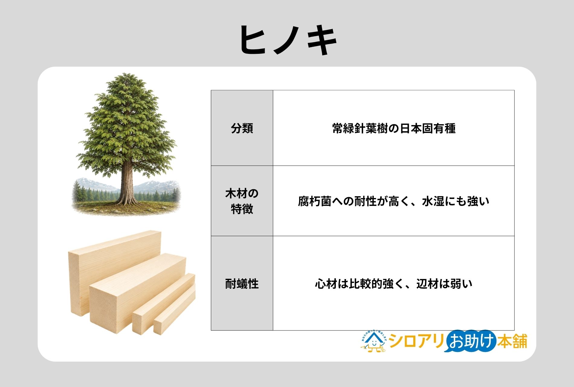 ヒノキの特徴