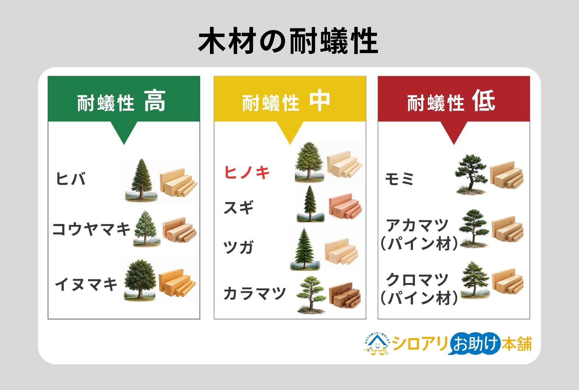 ヒノキの耐蟻性