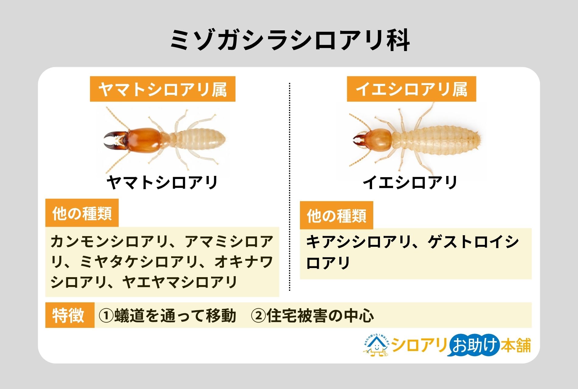 ミゾガシラシロアリ科