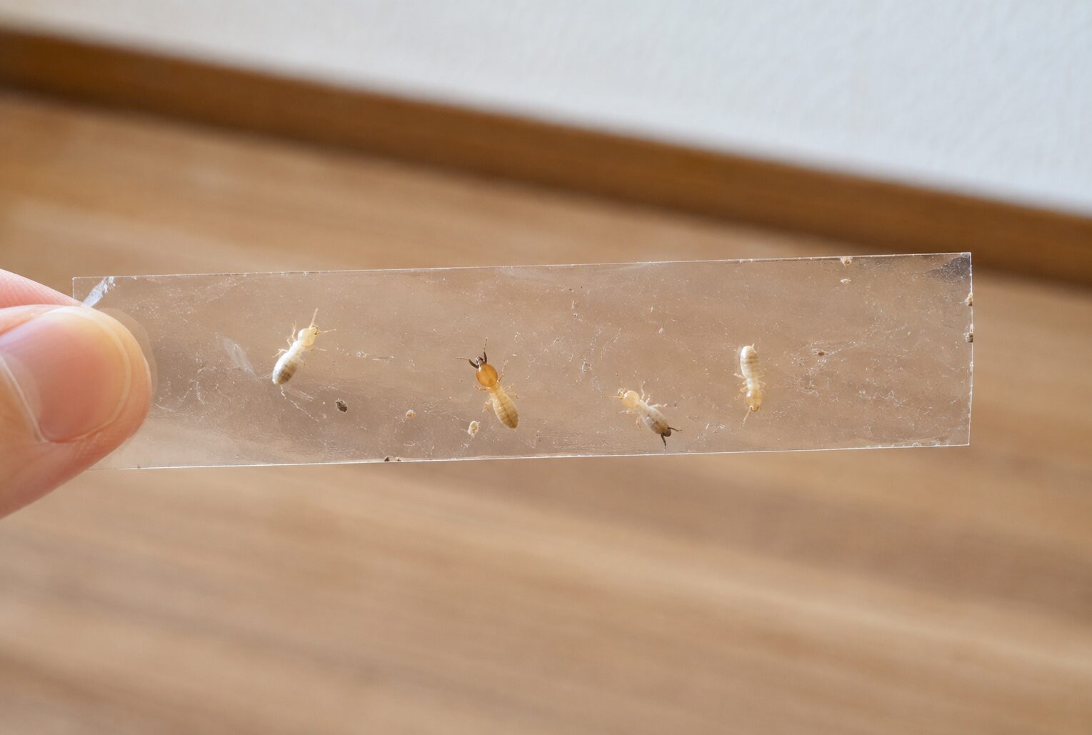 潰さずに数匹を粘着テープに貼って保管する
