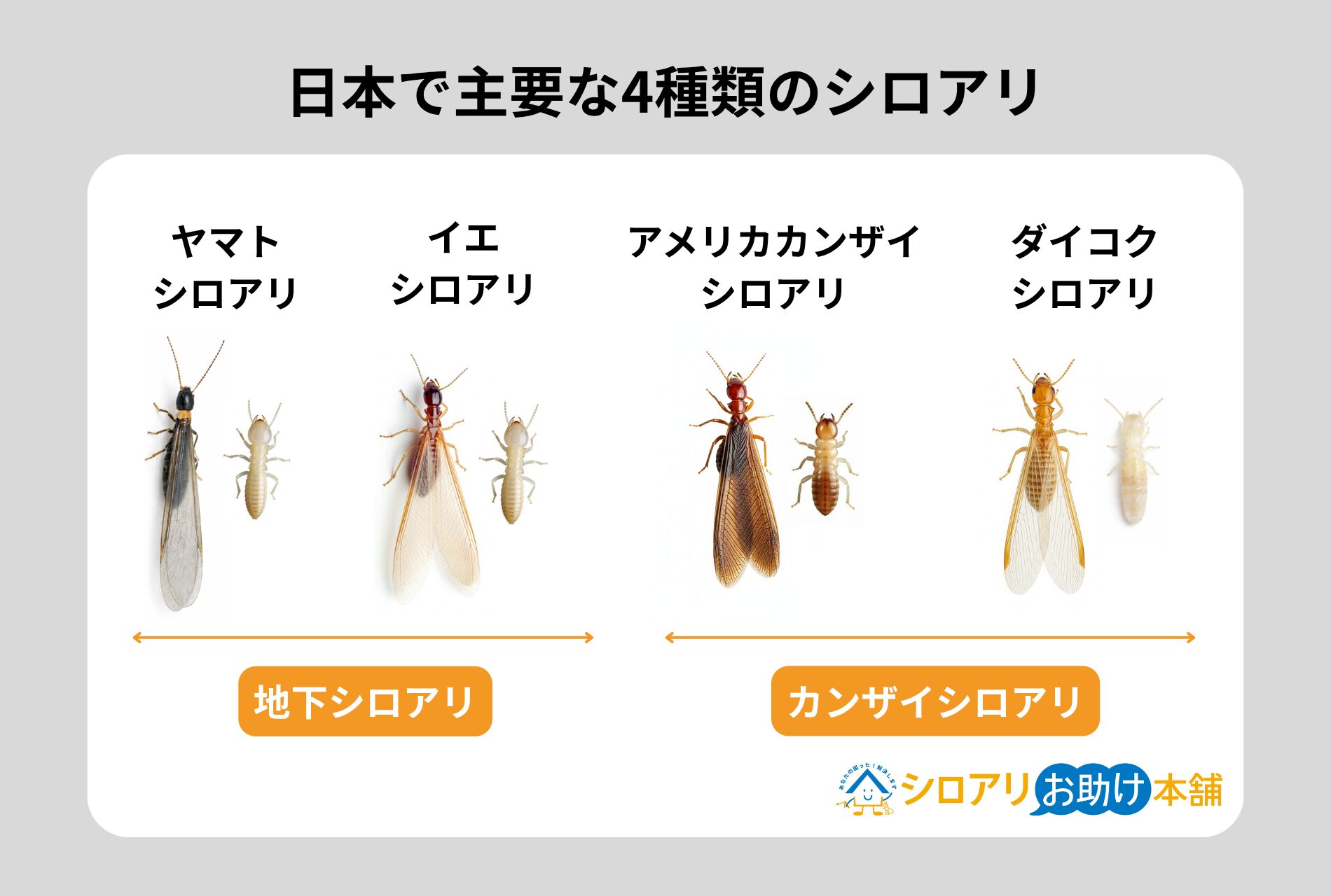 日本で主要な4種類のシロアリ