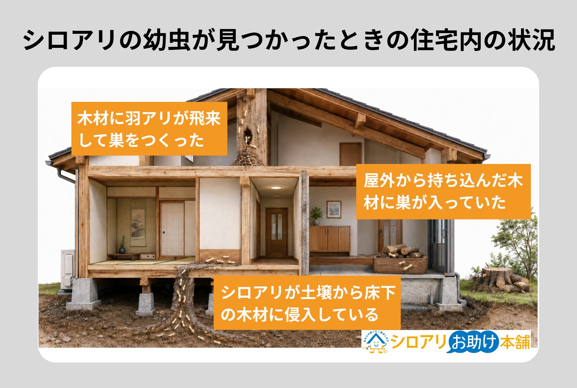 シロアリの幼虫が屋内で見つかったときに考えられる3つの状況
