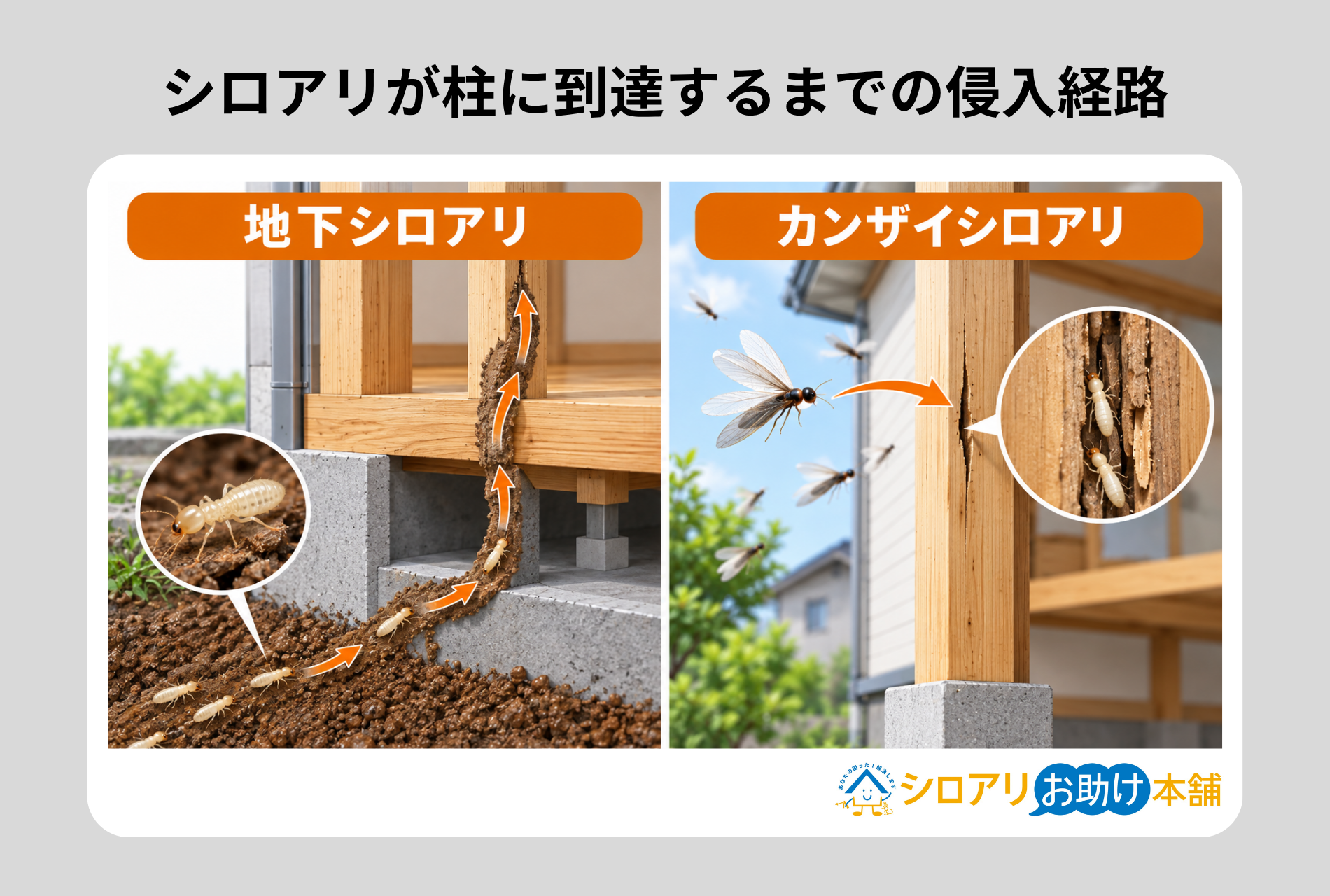 シロアリが柱に到達するまでの侵入経路