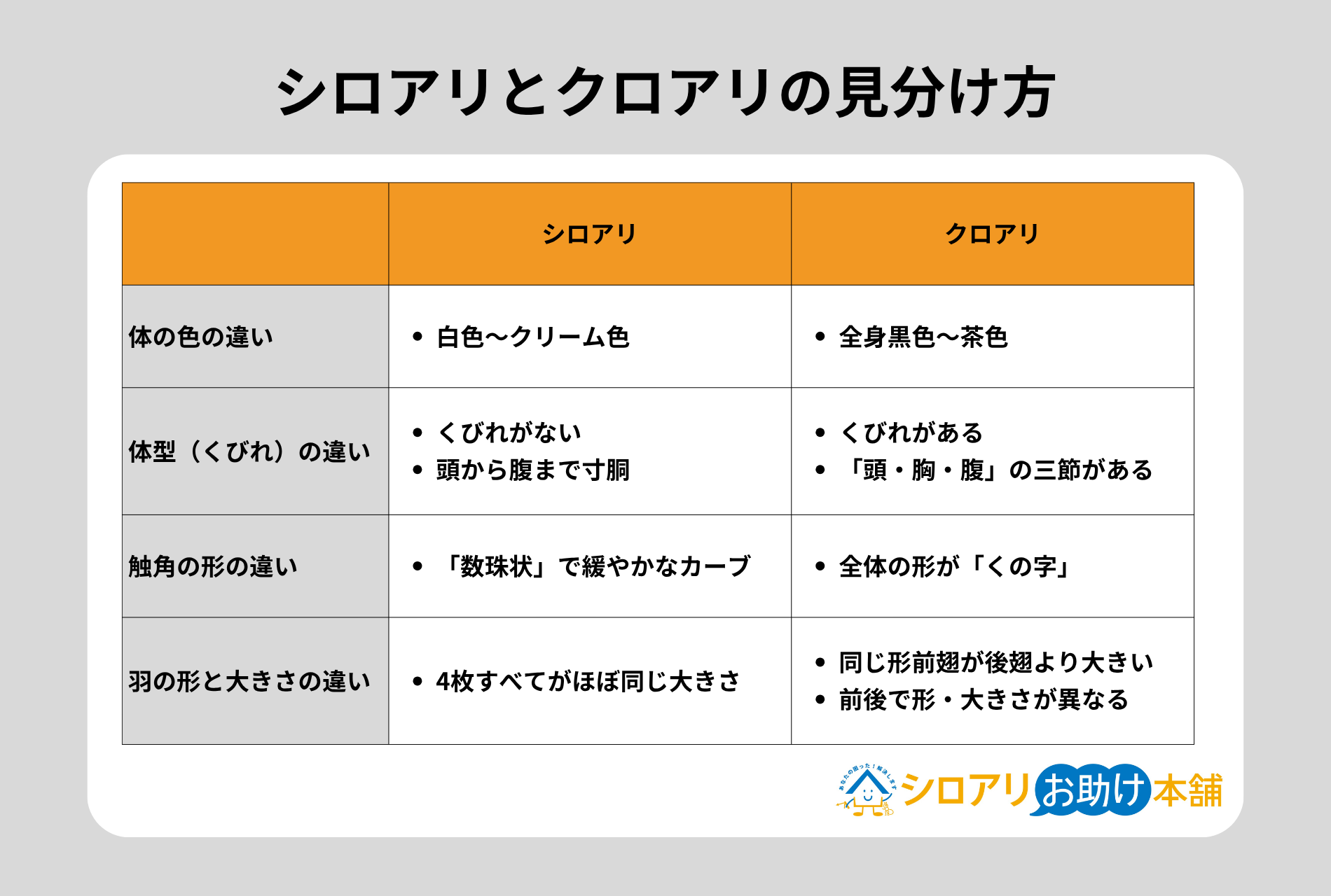 シロアリとクロアリの見分け方