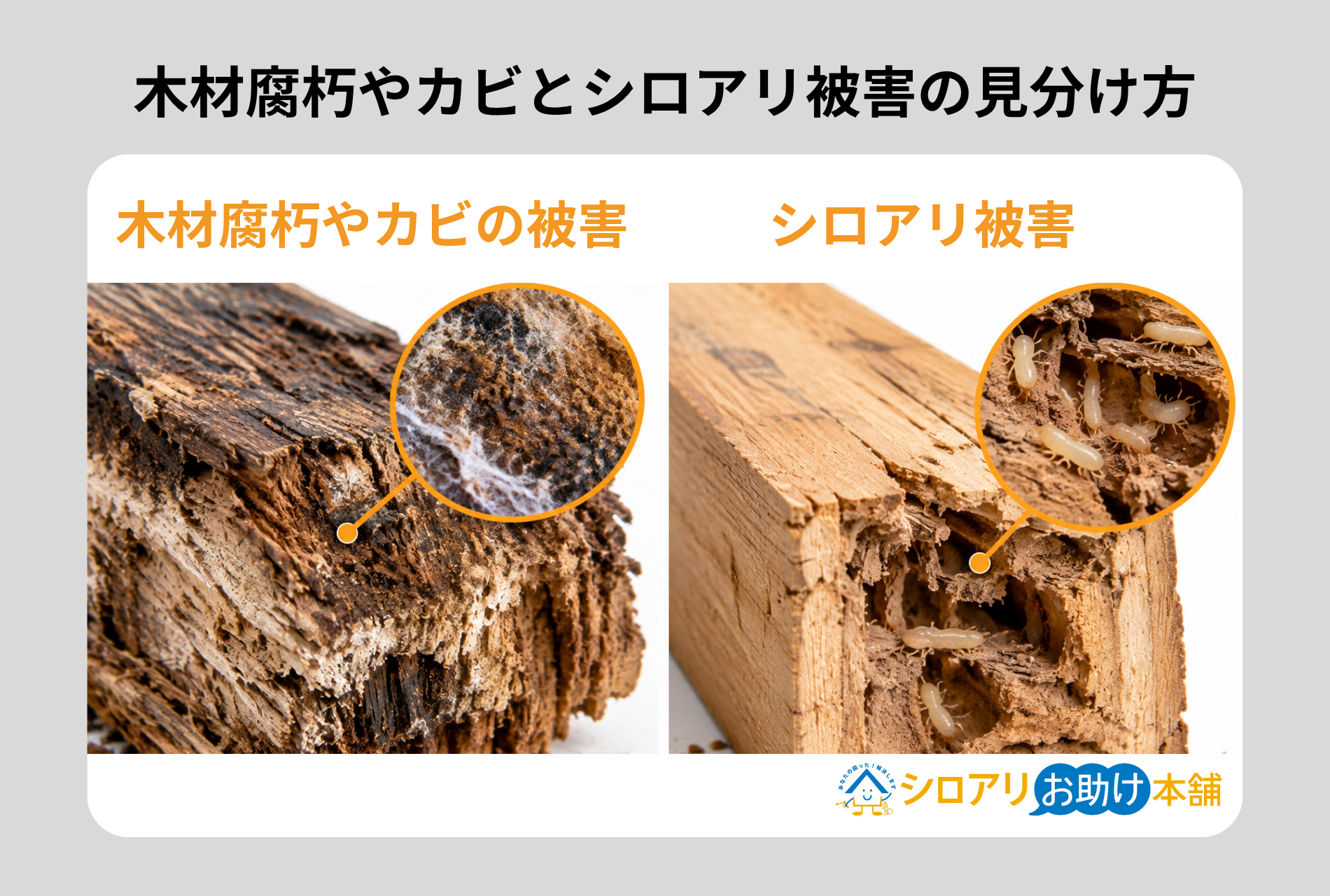 木材腐朽やカビとシロアリ被害の見分け方