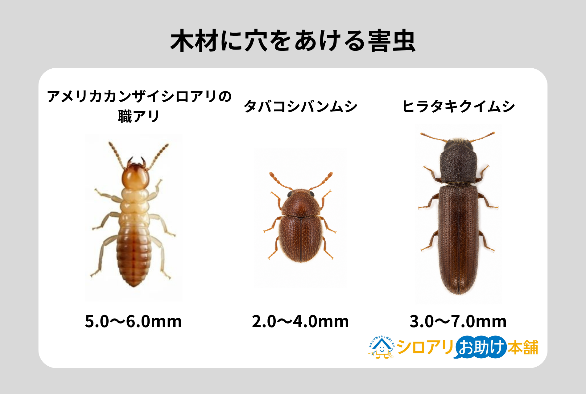 木材に穴を空ける害虫