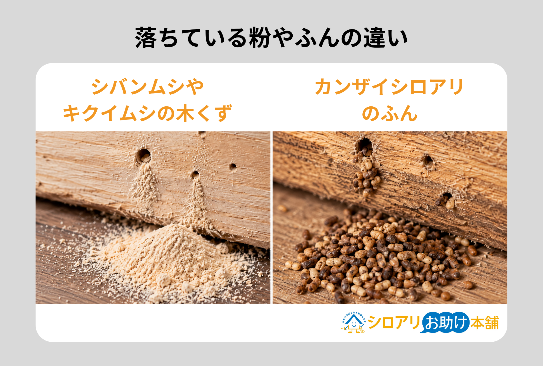 落ちている粉やふんの違い