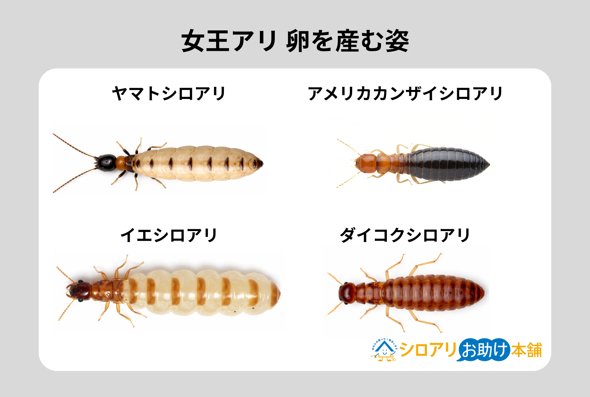 女王アリ 卵を産む姿 上から見た図