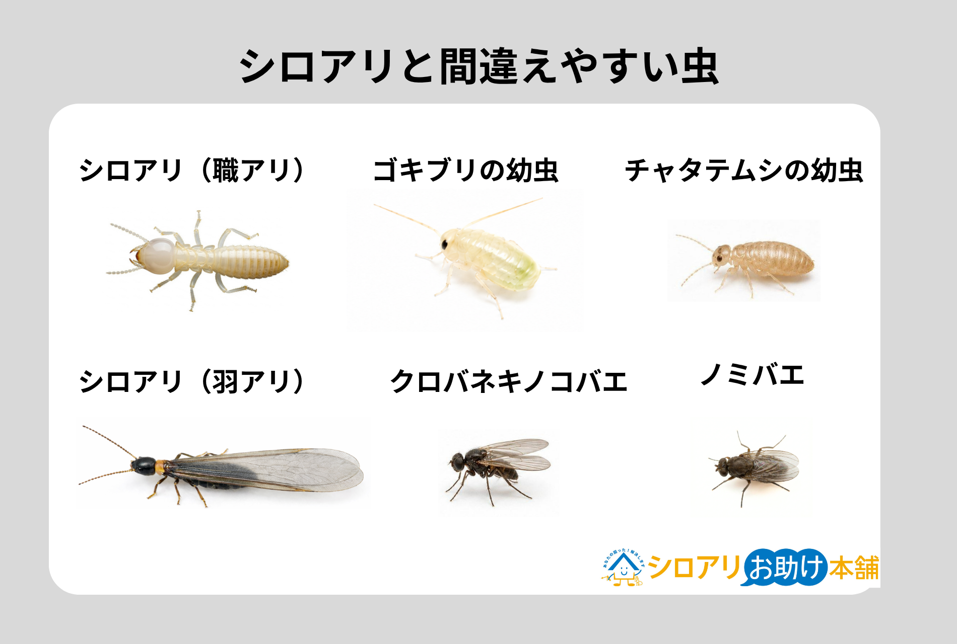 シロアリと間違えやすい虫5種類