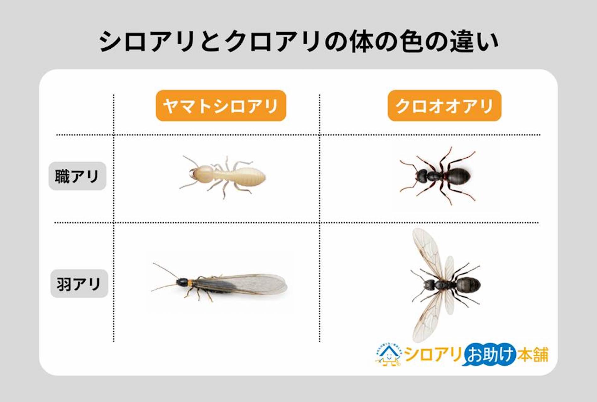 シロアリとクロアリの体の色の違い