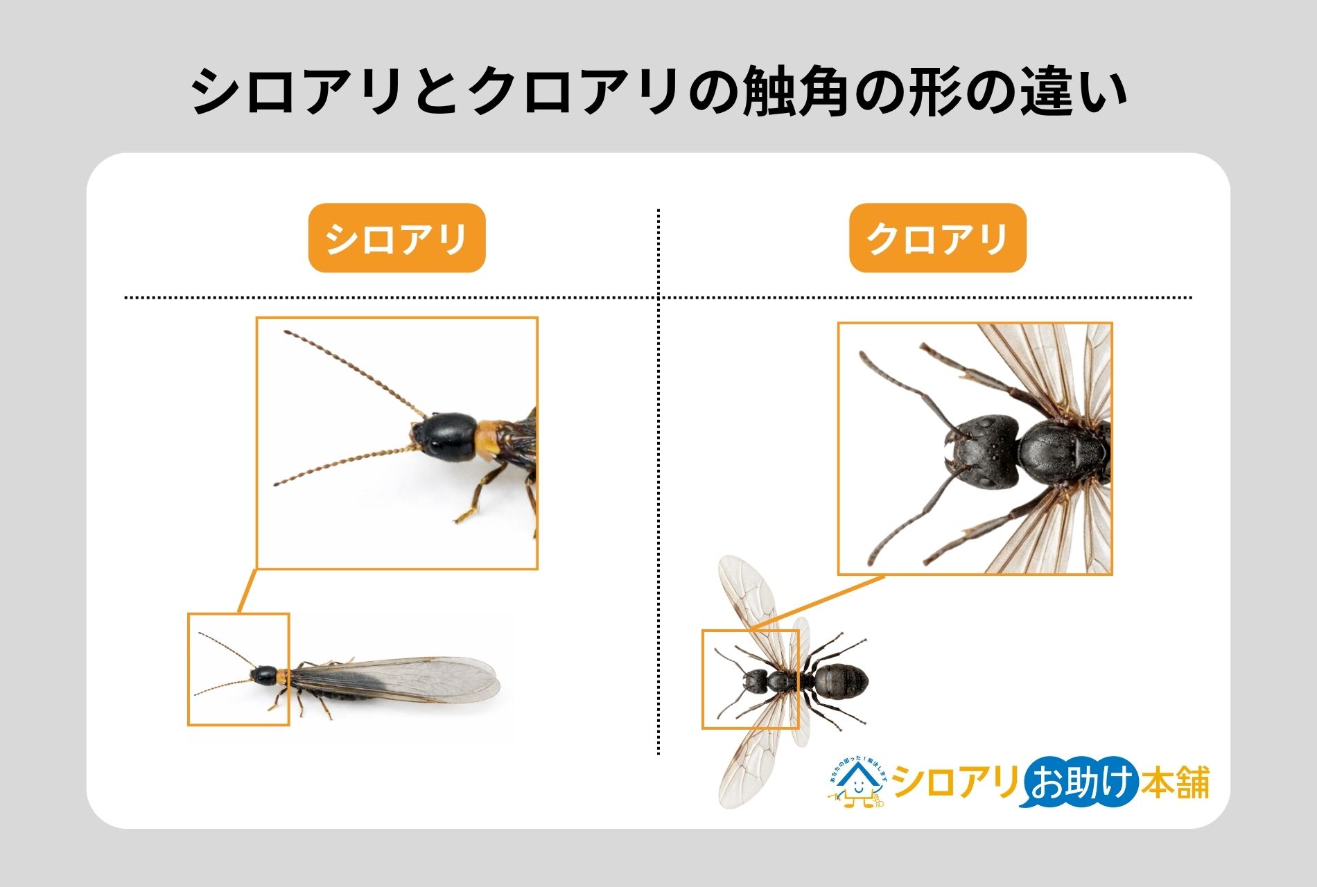 シロアリとクロアリの見分け方
