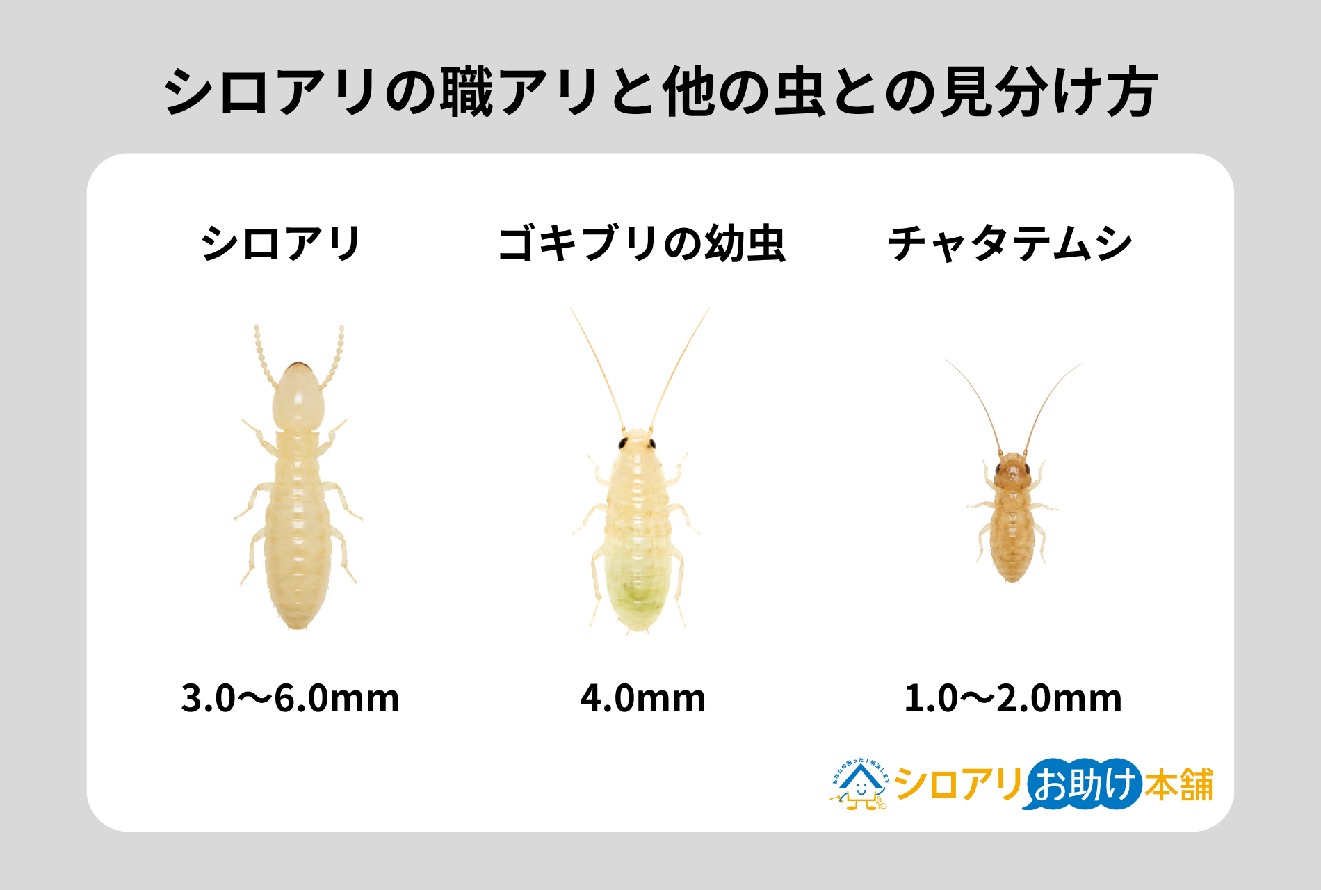 シロアリの職アリと他の虫との見分け方