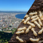 サムネイル シロアリ 北海道