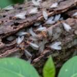 シロアリ_成虫_サムネ