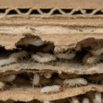 シロアリ 段ボール​