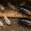 サムネイル シロアリ ゴキブリ