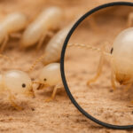 サムネイル シロアリ 調査​