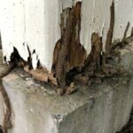 サムネイル シロアリ 蟻道