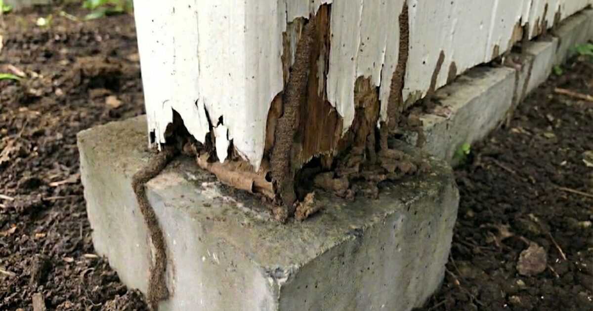 サムネイル シロアリ 蟻道