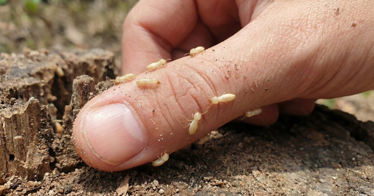 シロアリ・噛む