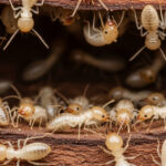 サムネイル ヤマトシロアリ