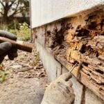 サムネイル シロアリ対策