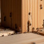 サムネイル_カンザイシロアリ