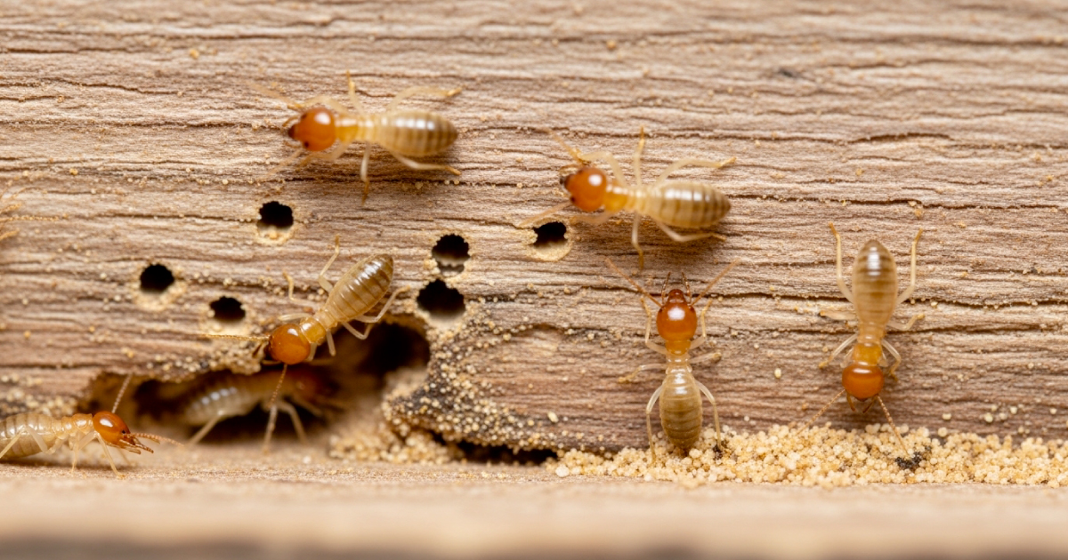 サムネイル_アメリカカンザイシロアリ