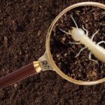 シロアリの大きさはどのくらい？種類や階級による違いや別の虫との見分け方